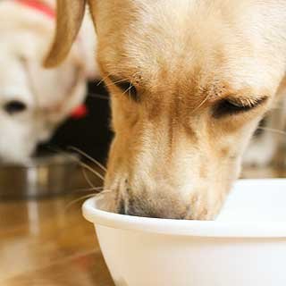 ワンちゃんの老化はいつから 足腰が弱ってきた高齢犬との暮らしで気を付けるべきポイントとは 中日教えてナビ