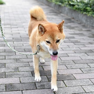 ワンちゃんの老化はいつから 足腰が弱ってきた高齢犬との暮らしで気を付けるべきポイントとは 中日教えてナビ