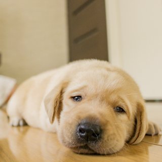 あなたの愛犬は大丈夫 ワンちゃんが病気になりやすい家 なりにくい家 中日教えてナビ