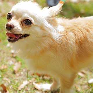 あなたの愛犬は大丈夫 ワンちゃんが病気になりやすい家 なりにくい家 中日教えてナビ